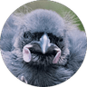 Garry Bones profile picture